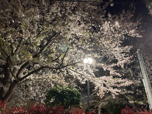夜桜.jpg